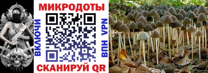 Псилоцибиновые грибы Psilocybe  Заречный 